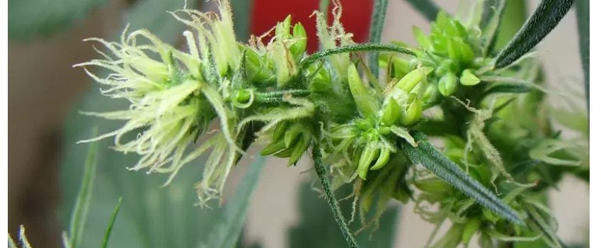 Pollinated Bud