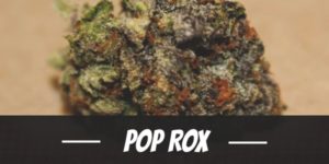 Pop Rox