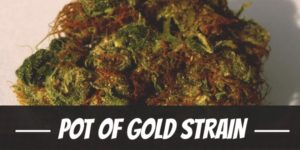Pot Of Gold Strain