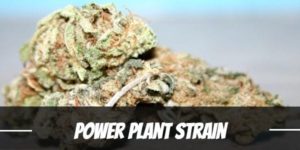 Power Plant Strain
