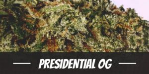 Presidential OG