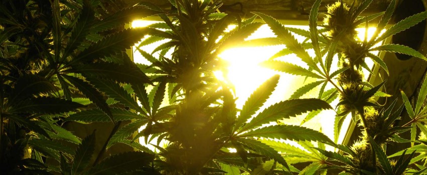 Preventing Waste When Using Grow Lights