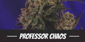 Professor Chaos