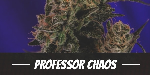 Professor Chaos