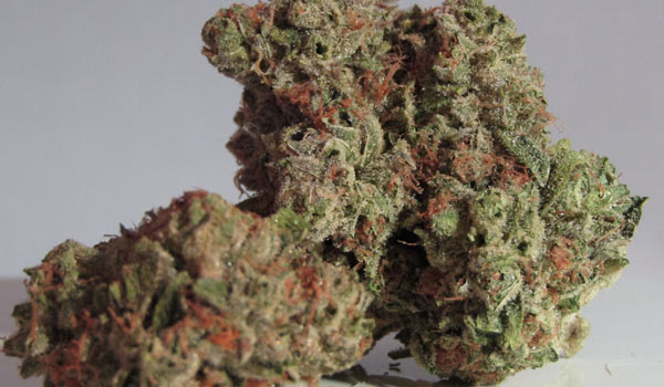 Project Blue Book Strain Growing