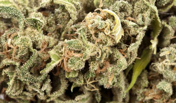 Project Blue Book Strain Medical