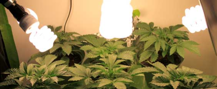Proper Light