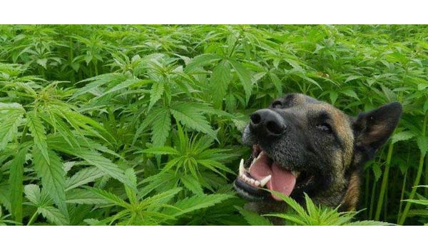 Protecting growing