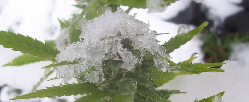 Protecting marijuana plants from cold weather