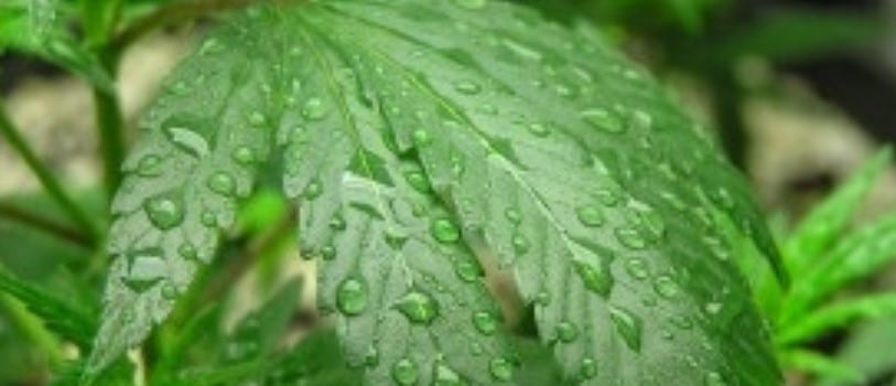 Protecting marijuana plants from humidity problems