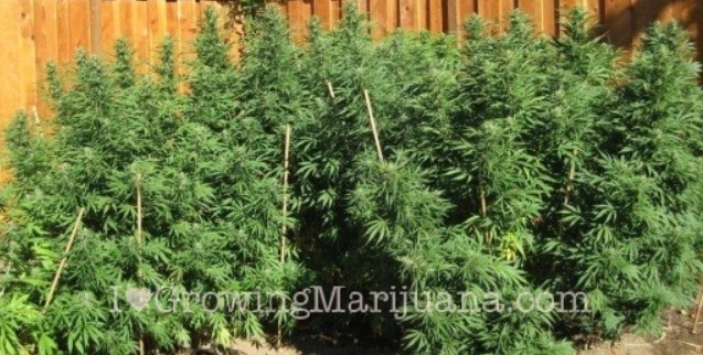 Protecting marijuana plants from the wind