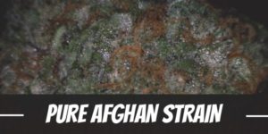 Pure Afghan Strain