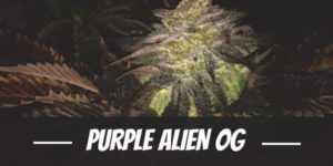 Purple Alien OG