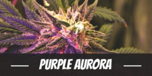 Purple Aurora