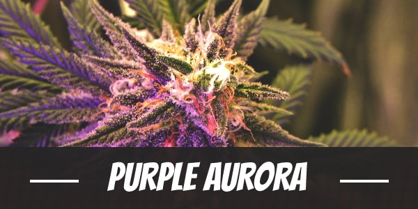 Purple Aurora