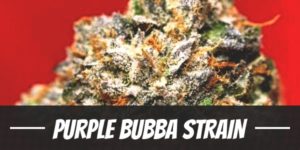 Purple Bubba Strain