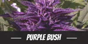 Purple Bush
