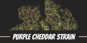 Purple Cheddar Strain