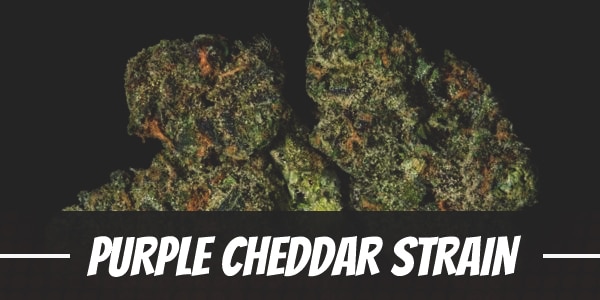 Purple Cheddar Strain
