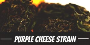 Purple Cheese Strain