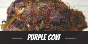 Purple Cow