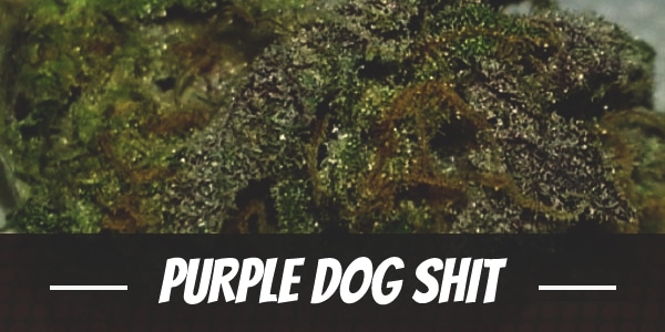 Purple Dog Shit