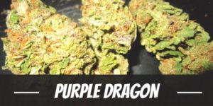 Purple Dragon