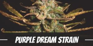 Purple Dream Strain