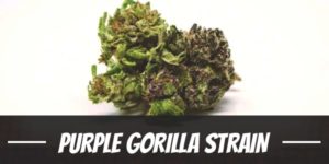 Purple Gorilla Strain