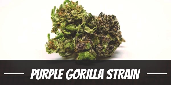 Purple Gorilla Strain