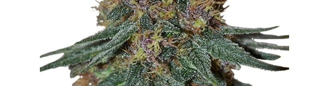 Purple Haze Strain