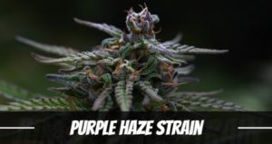 Purple Haze cannabis Strain