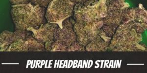 Purple Headband Strain