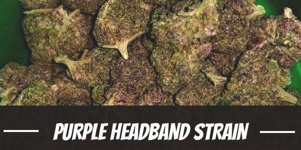 Purple Headband Strain