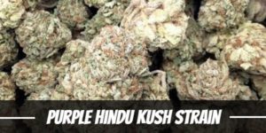 Purple Hindu Kush Strain
