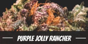 Purple Jolly Rancher