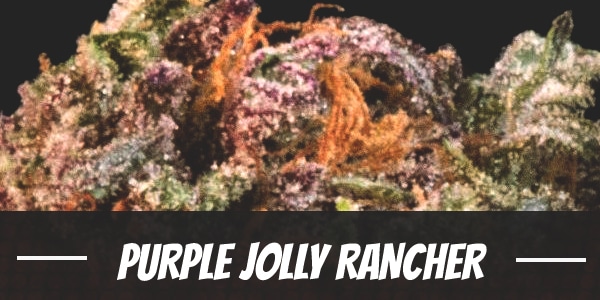 Purple Jolly Rancher