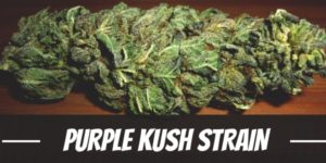 Purple Kush Strain