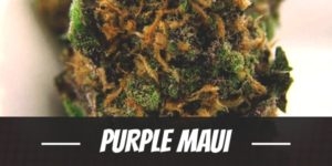 Purple Maui
