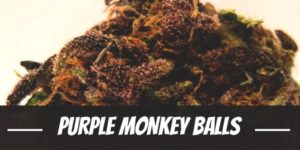 Purple Monkey Balls