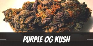 Purple OG Kush