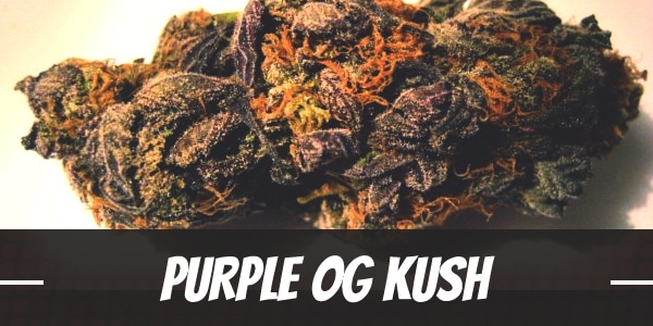 Purple OG Kush