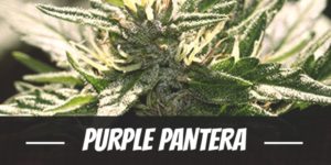 Purple Pantera