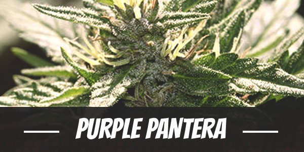Purple Pantera