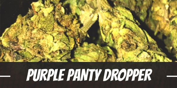 Purple Panty Dropper
