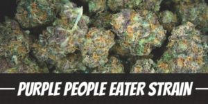 Purple People Eater Strain