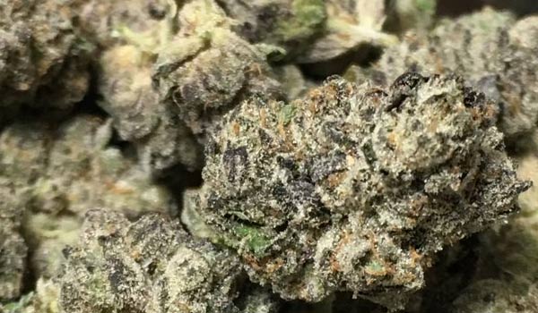 Purple People Eater Strain Growing