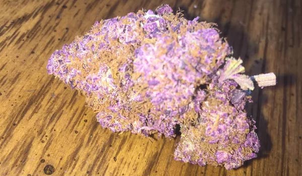 Purple People Eater Strain Medical