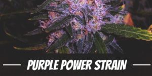 Purple Power Strain
