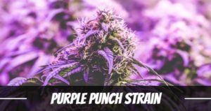 Purple Punch Strain